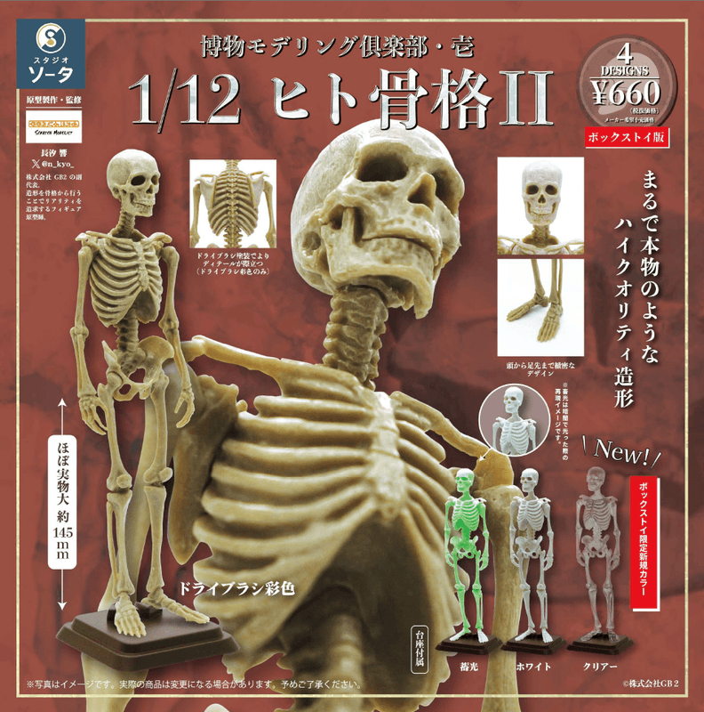 Natural History Modelling Club Vol.1 - 1/12 Human Skeleton II (Box of 4)(4582779494137)