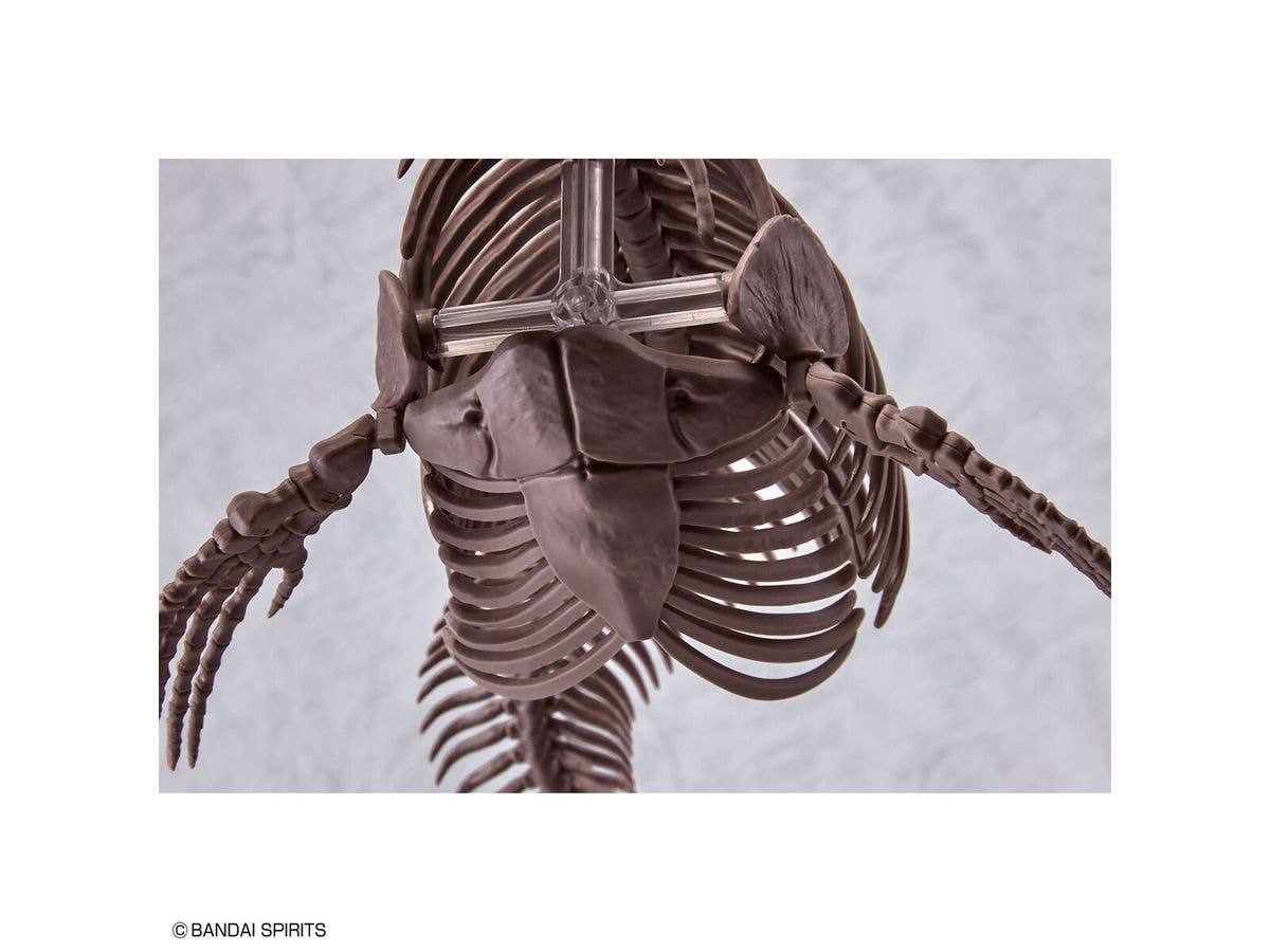 1/32 Imaginary Skeleton Mosasaurus | 4573102654281