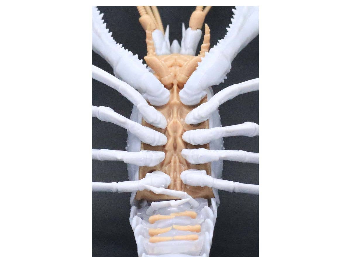 Fujimi Biology Research 24EX-2 Procambarus Clarkii / Louisiana Crawfish (White) Biology Edition | 4968728170886
