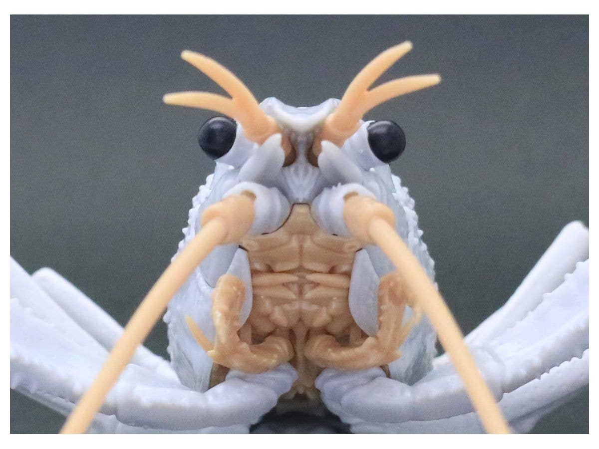 Fujimi Biology Research 24EX-2 Procambarus Clarkii / Louisiana Crawfish (White) Biology Edition | 4968728170886