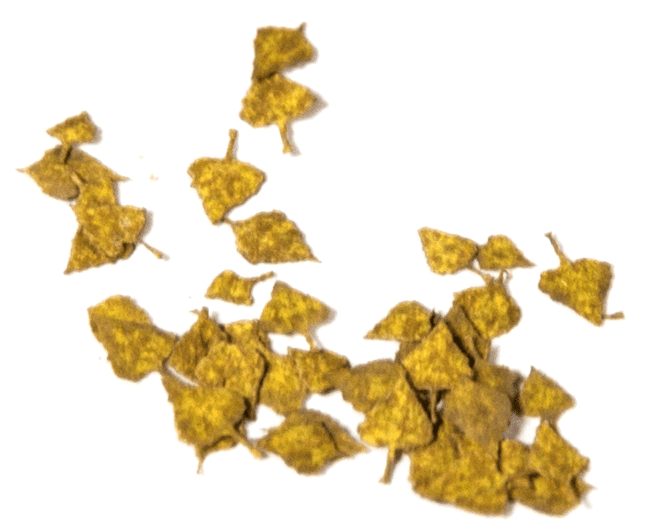 AK Interactive Birch Autumn 1/35 | 8435568301269