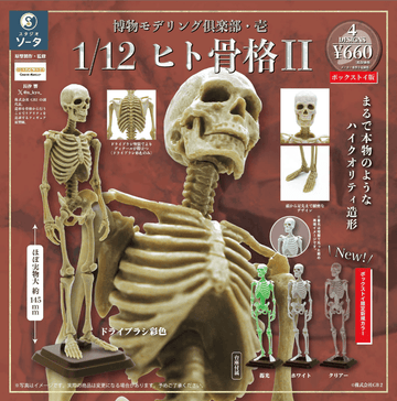 Natural History Modelling Club Vol.1 - 1/12 Human Skeleton II (Box of 4)(4582779494137)