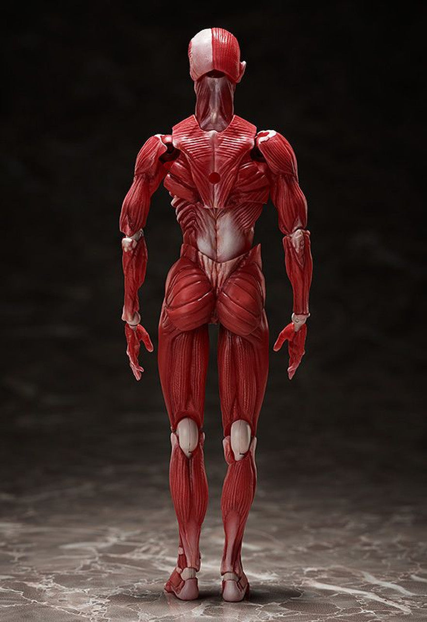 Good Smile Company [GoodSmile] figma Human Anatomical Model(4570001510427)