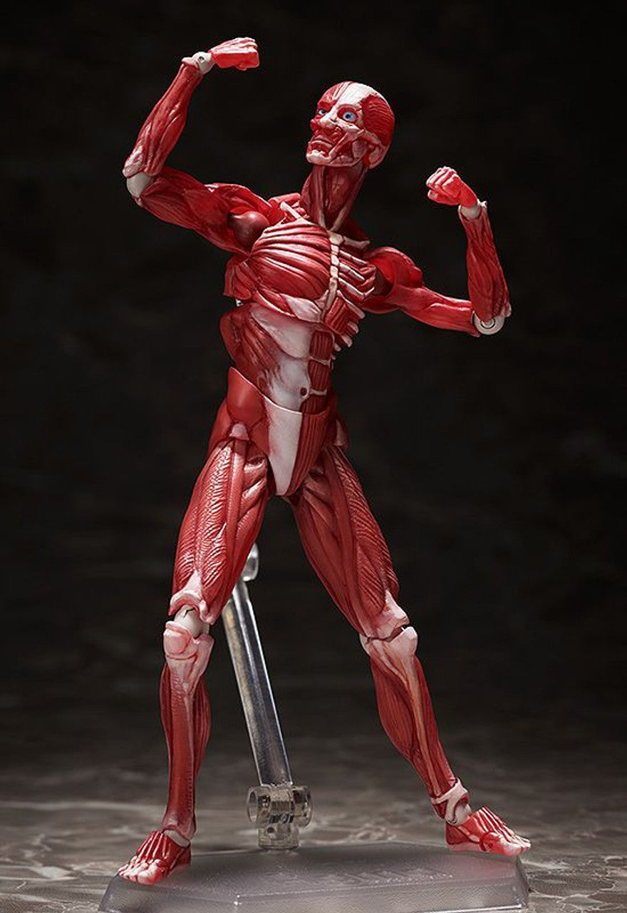 Good Smile Company [GoodSmile] figma Human Anatomical Model(4570001510427)