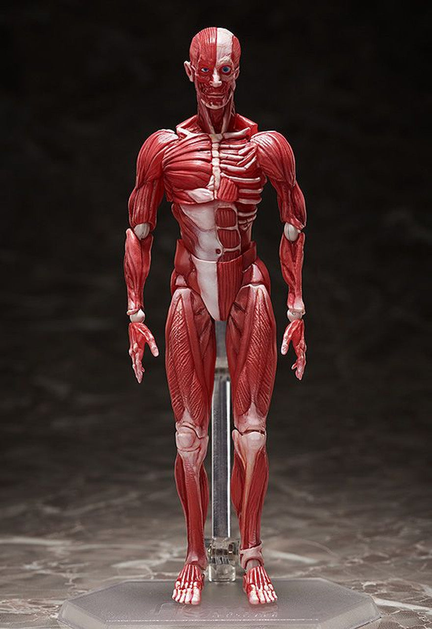 Good Smile Company [GoodSmile] figma Human Anatomical Model(4570001510427)
