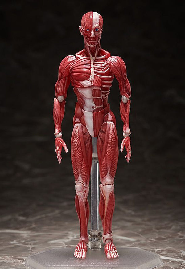Good Smile Company [GoodSmile] figma Human Anatomical Model