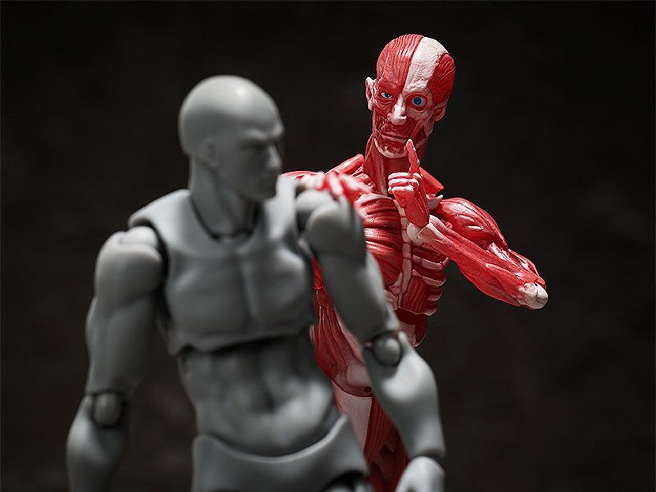 Good Smile Company [GoodSmile] figma Human Anatomical Model(4570001510427)