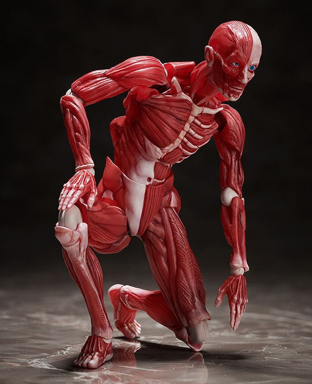 Good Smile Company [GoodSmile] figma Human Anatomical Model(4570001510427)