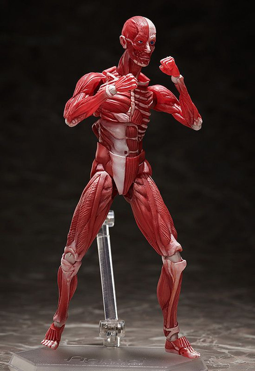 Good Smile Company [GoodSmile] figma Human Anatomical Model(4570001510427)