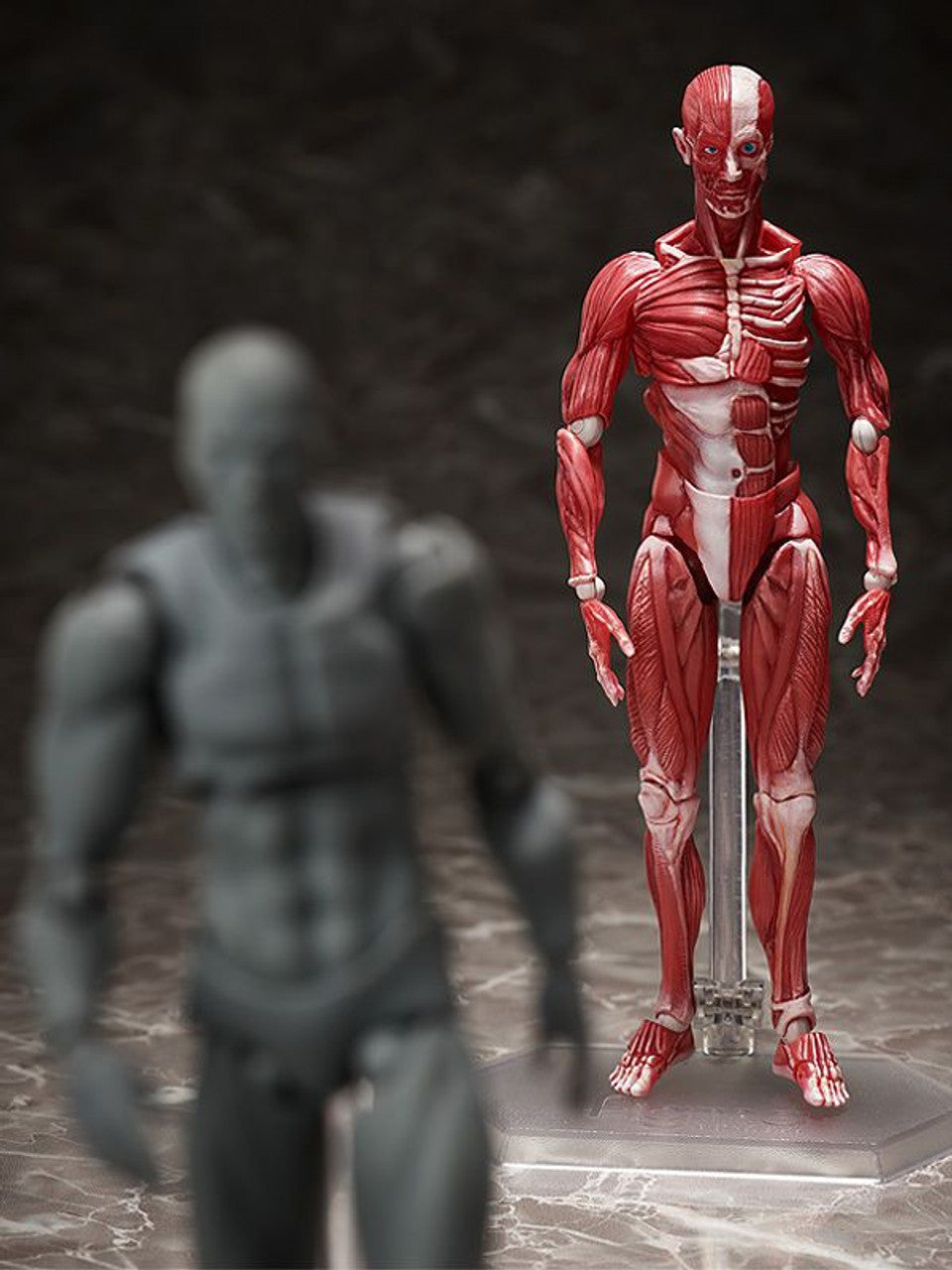 Good Smile Company [GoodSmile] figma Human Anatomical Model(4570001510427)
