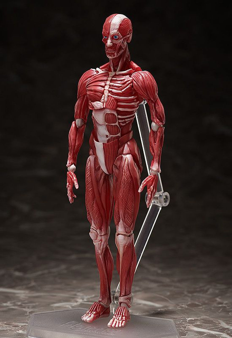 Good Smile Company [GoodSmile] figma Human Anatomical Model(4570001510427)