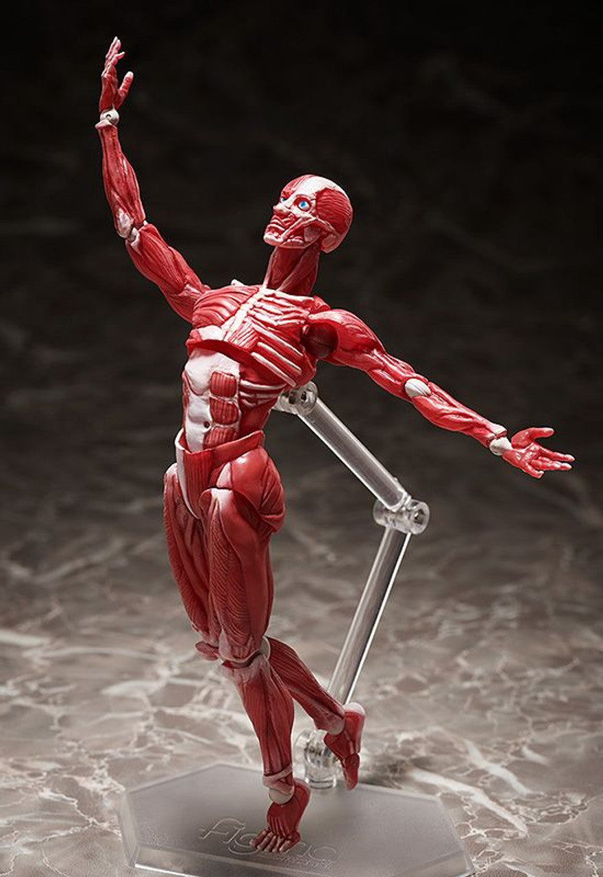 Good Smile Company [GoodSmile] figma Human Anatomical Model(4570001510427)