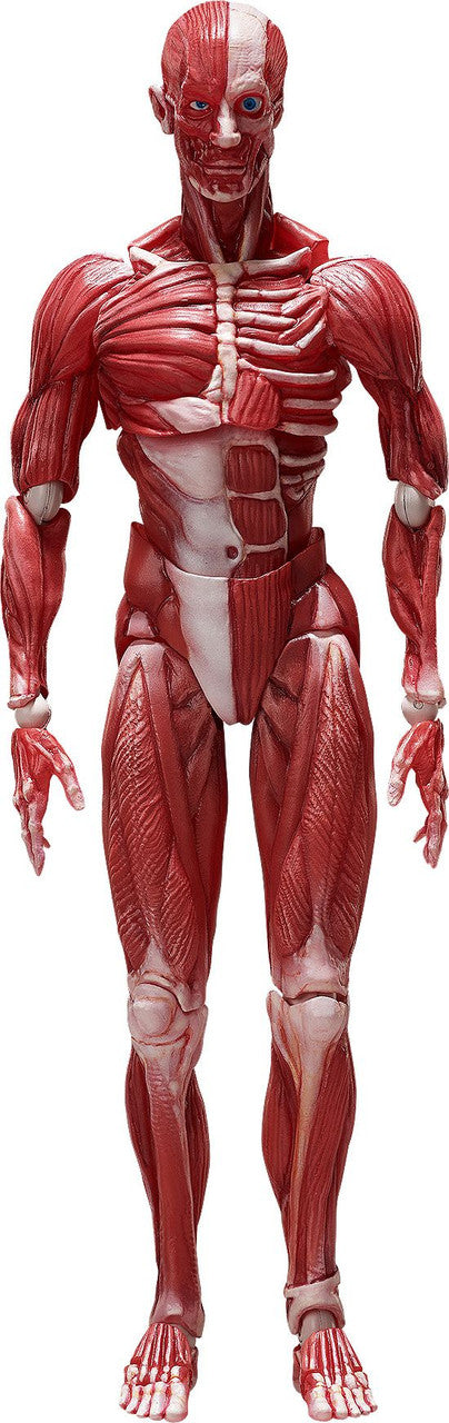 Good Smile Company [GoodSmile] figma Human Anatomical Model(4570001510427)
