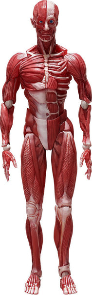 GoodSmile Company [GoodSmile] figma Human Anatomical Model