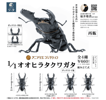 Animarie Collection 1/1 Giant Flat Stag Beetle (Box of 4)(4582779491303)