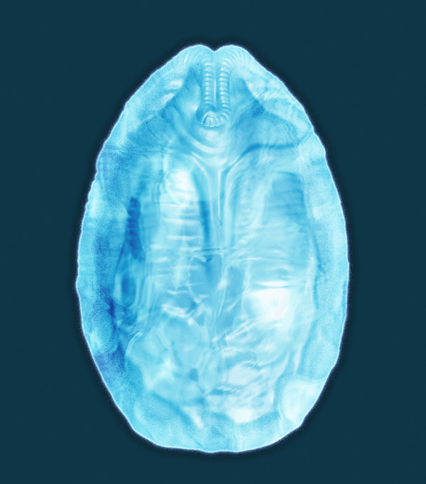 Silicone Tray - Alien Egg | 0603259026892