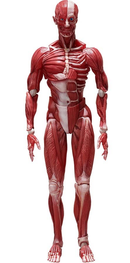 [GoodSmile] figma Human Anatomical Model | 4570001510427