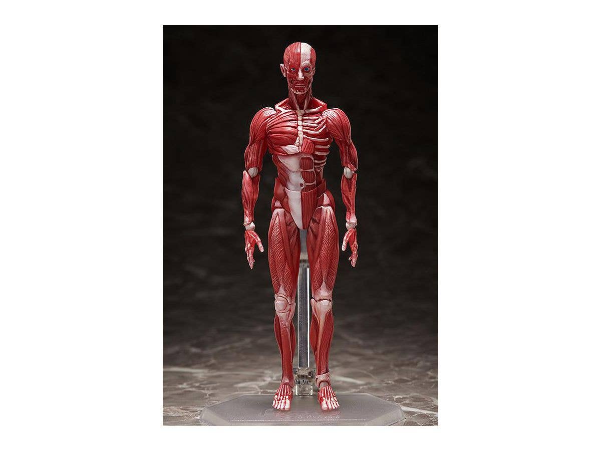 [GoodSmile] figma Human Anatomical Model | 4570001510427