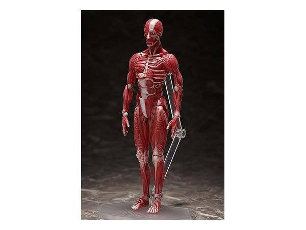 [GoodSmile] figma Human Anatomical Model | 4570001510427