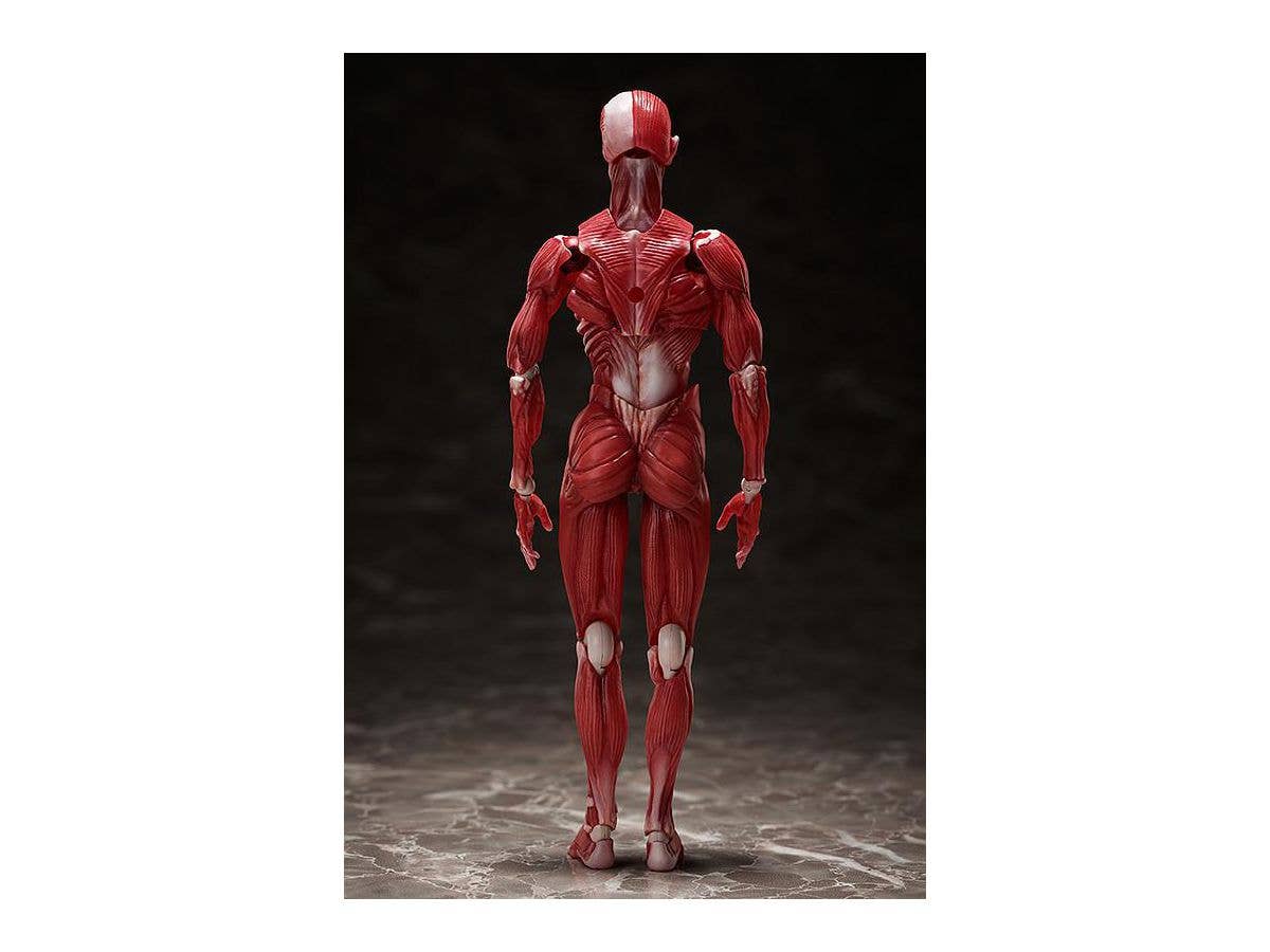 [GoodSmile] figma Human Anatomical Model | 4570001510427