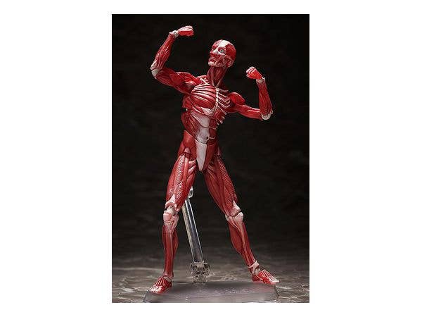 [GoodSmile] figma Human Anatomical Model | 4570001510427