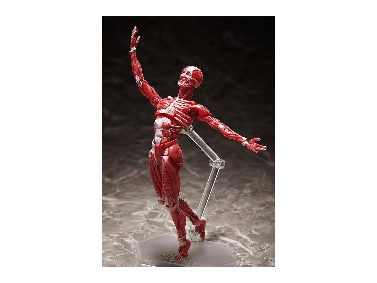 [GoodSmile] figma Human Anatomical Model | 4570001510427