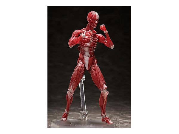 [GoodSmile] figma Human Anatomical Model | 4570001510427