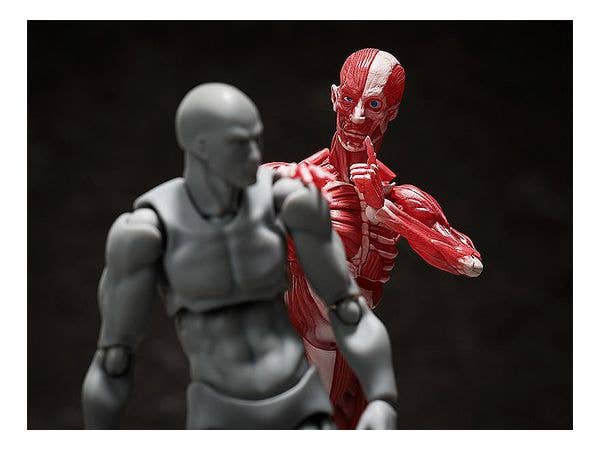 [GoodSmile] figma Human Anatomical Model | 4570001510427