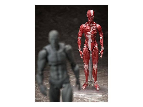 [GoodSmile] figma Human Anatomical Model | 4570001510427