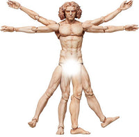 [GoodSmile] figma Vitruvian Man(2nd re-run) | 4570001510434