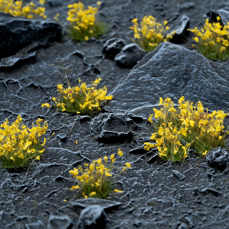 Gamers Grass Yellow Flowers - Wild | 738956789891