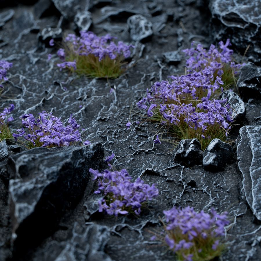 Gamers Grass Violet Flowers - Wild | 738956789921