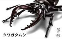 Fujimi Biology Edition Stag Beetle | 4968728170732