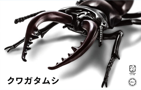 Fujimi Biology Edition Stag Beetle | 4968728170732