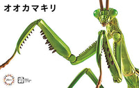 Fujimi Biology Edition Big Mantis | 4968728170824