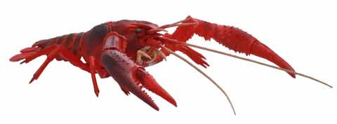 Fujimi Biology Edition Crayfish (Red) | 4968728170831