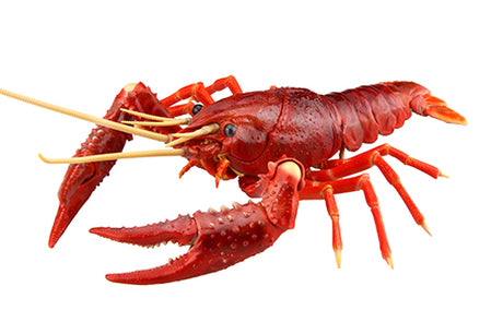 Fujimi Biology Edition Crayfish (Red) | 4968728170831